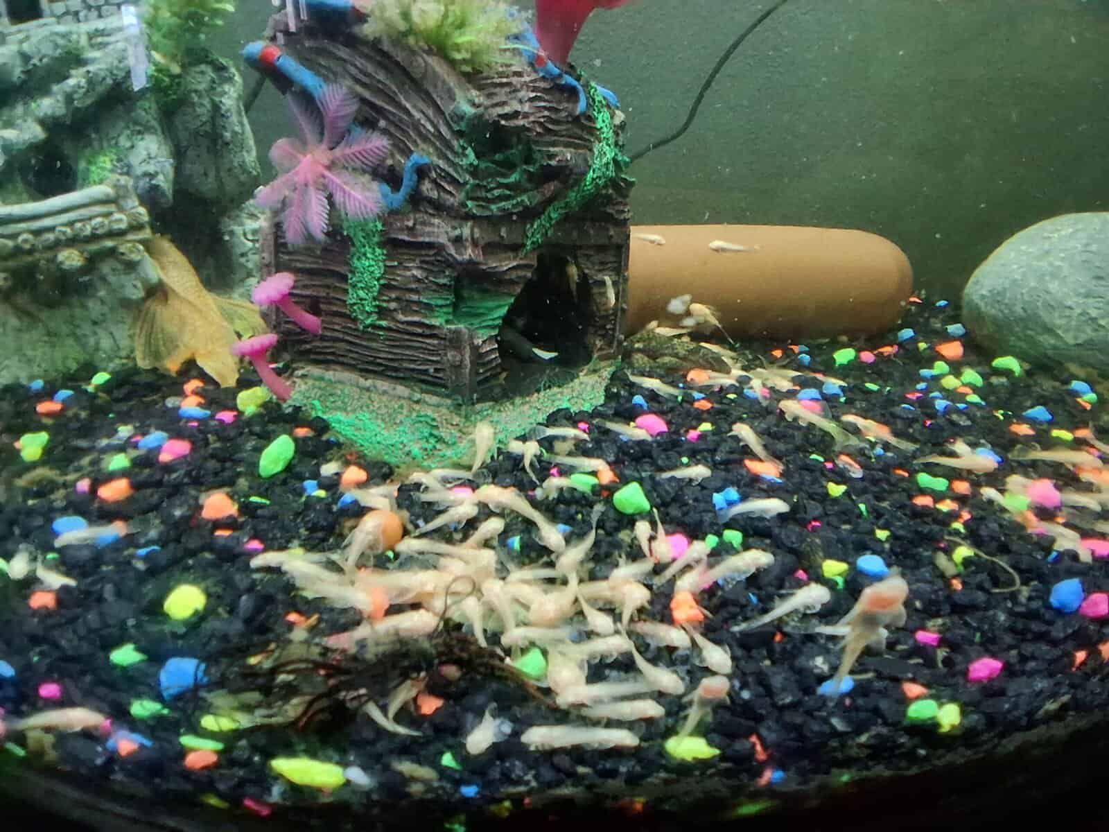 Bristlenose plecos image 5