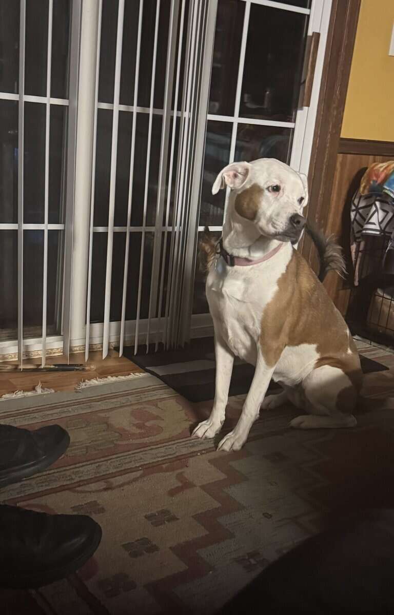 Rehome my fur babies. Both female. All vaccination image 1