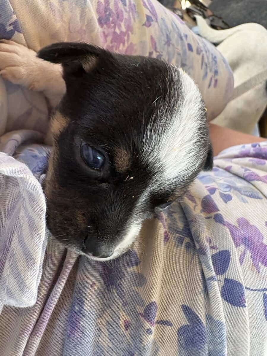 Heeler corgi mix pupies image 17