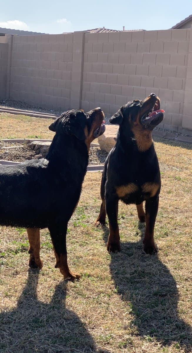 Rottweiler Pups image 5