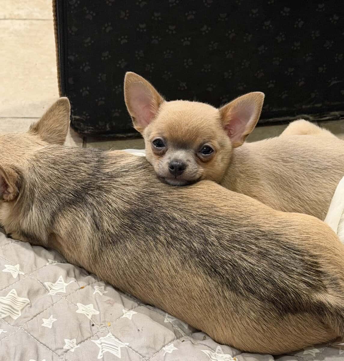 AKC smooth coat blue fawn boy image 1