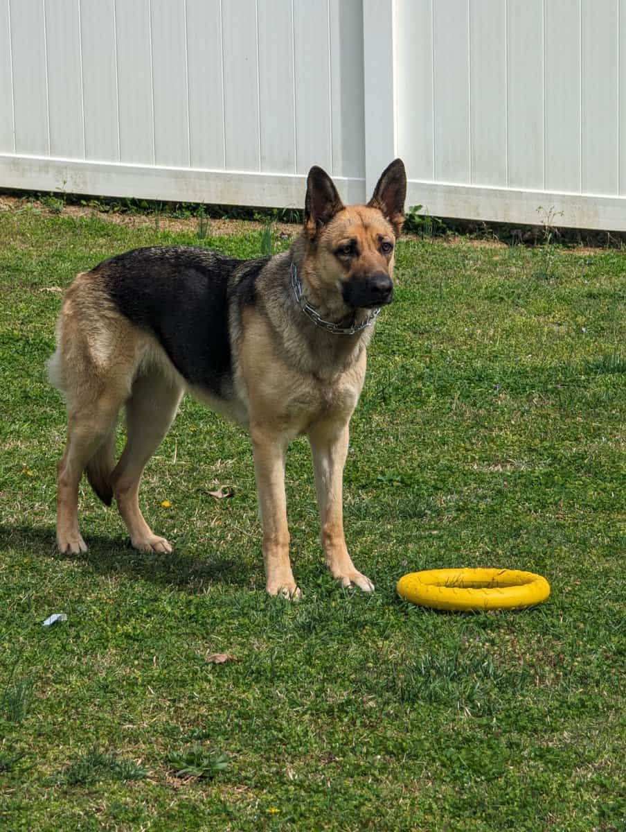 Rehoming Female German Shepherd image 2