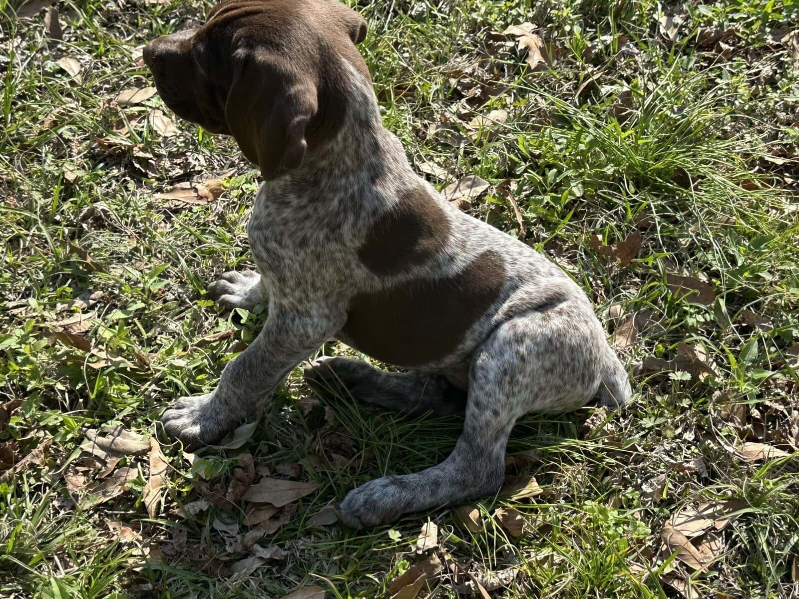 AKC GSP Big Boy image 4