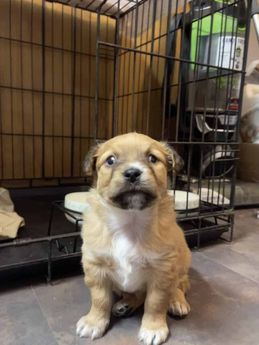 Chipoo pup in need of a loving home image 3