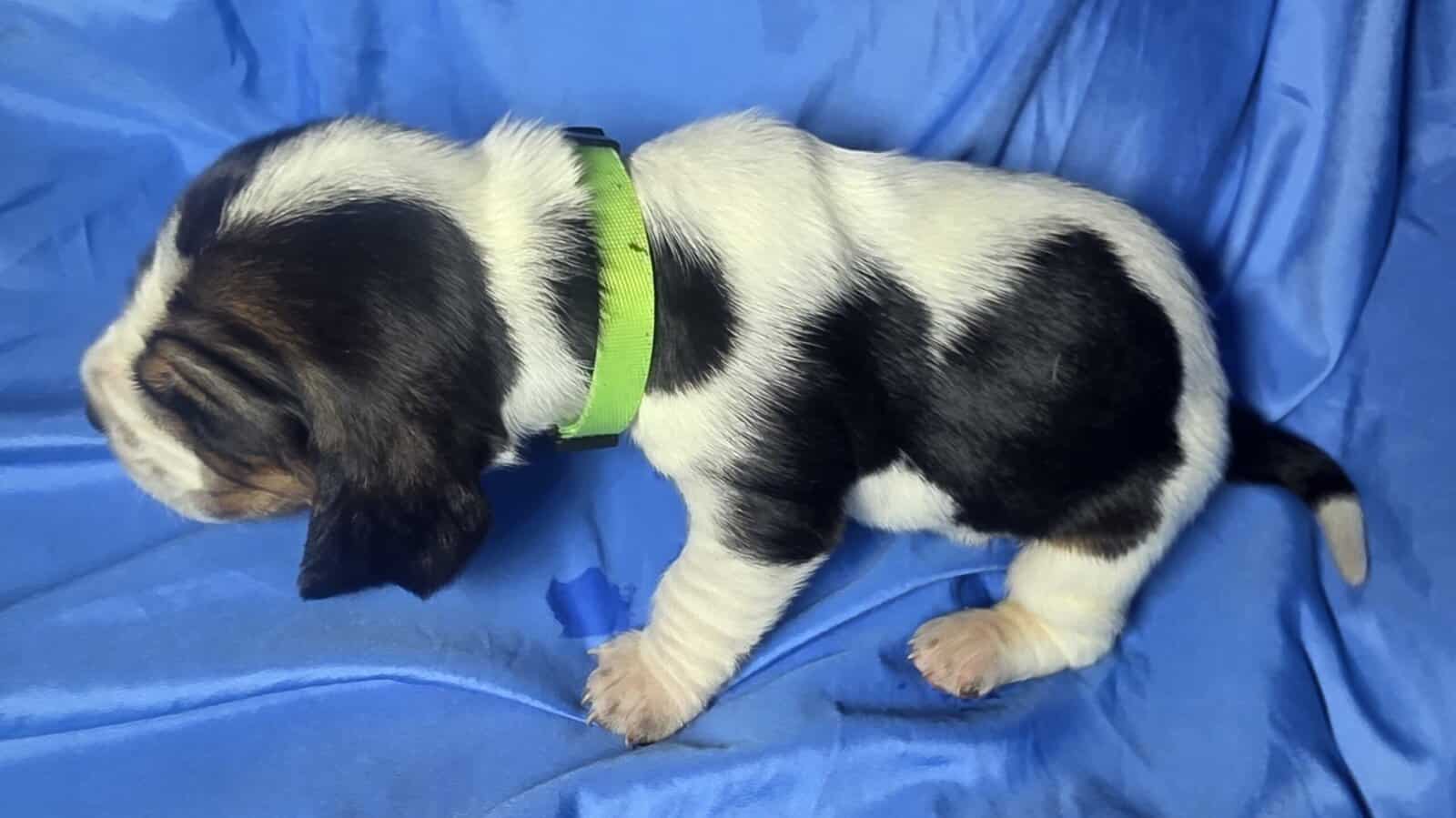 Cora- female basset hound puppy image 2