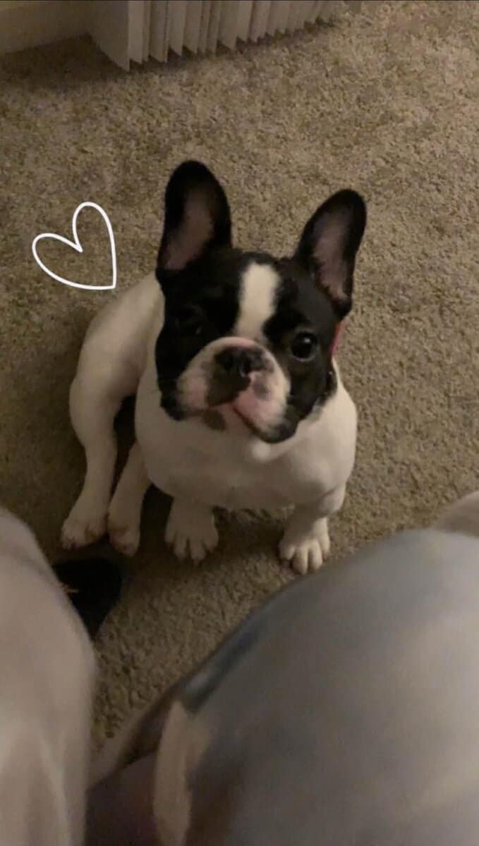 Female Frenchie looking for new home image 3