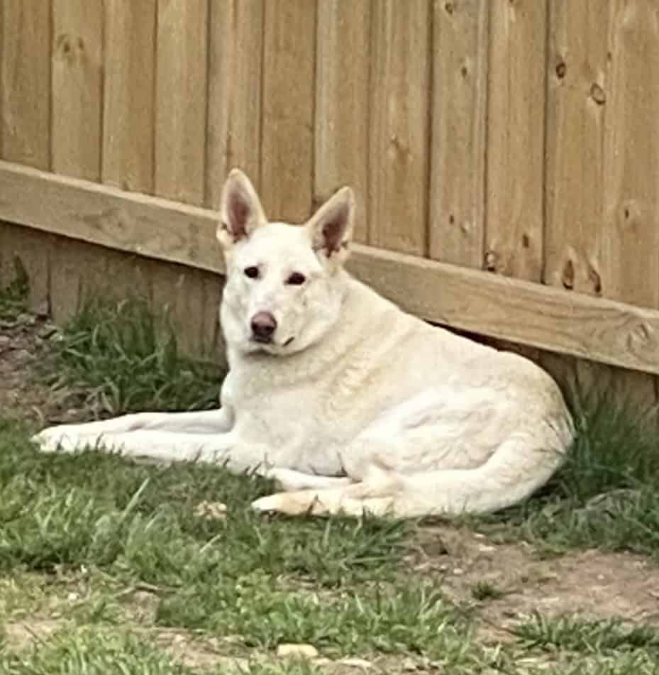 Luna, white/tan German shepherd image 1