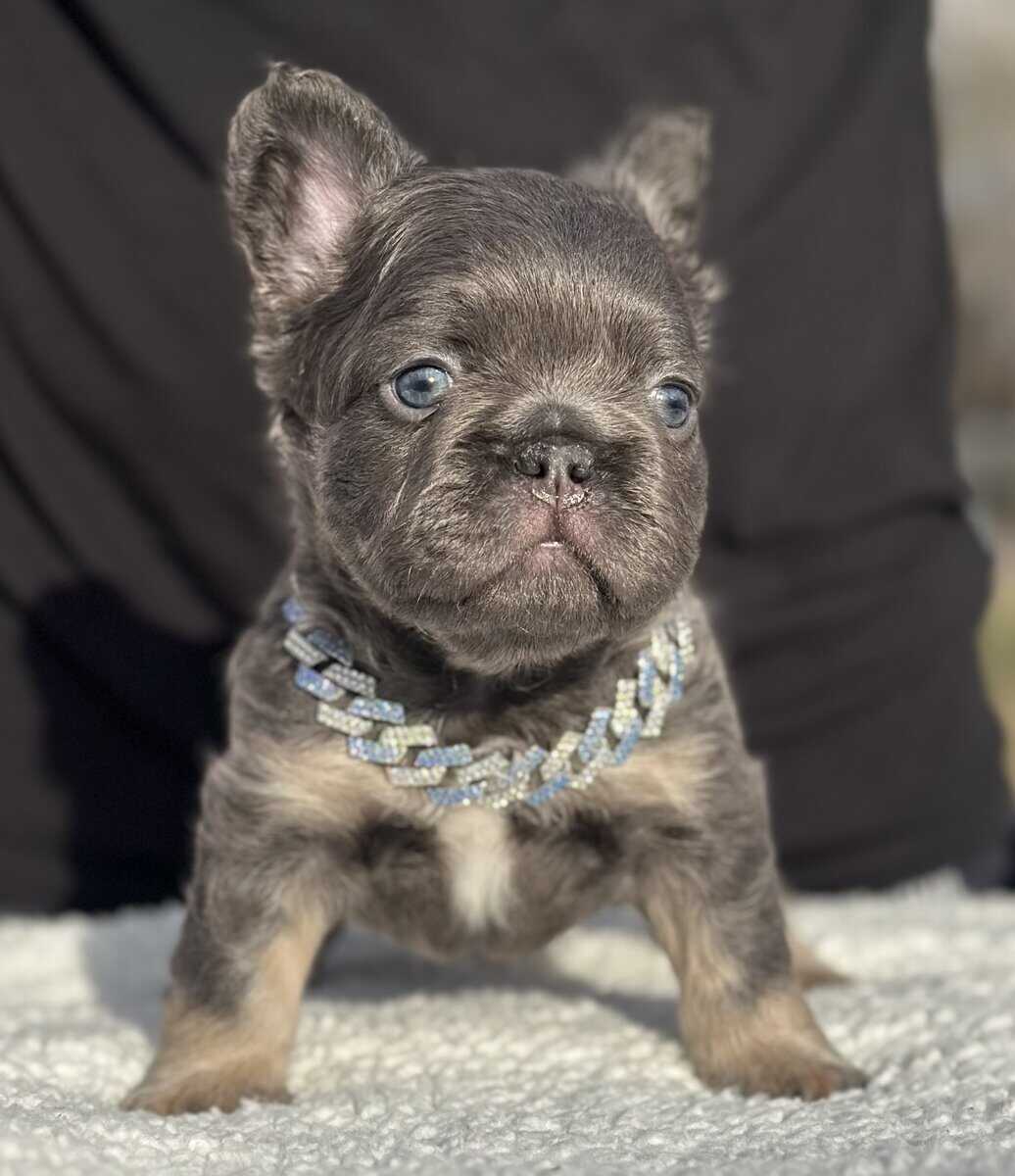French bulldog AKC image 1