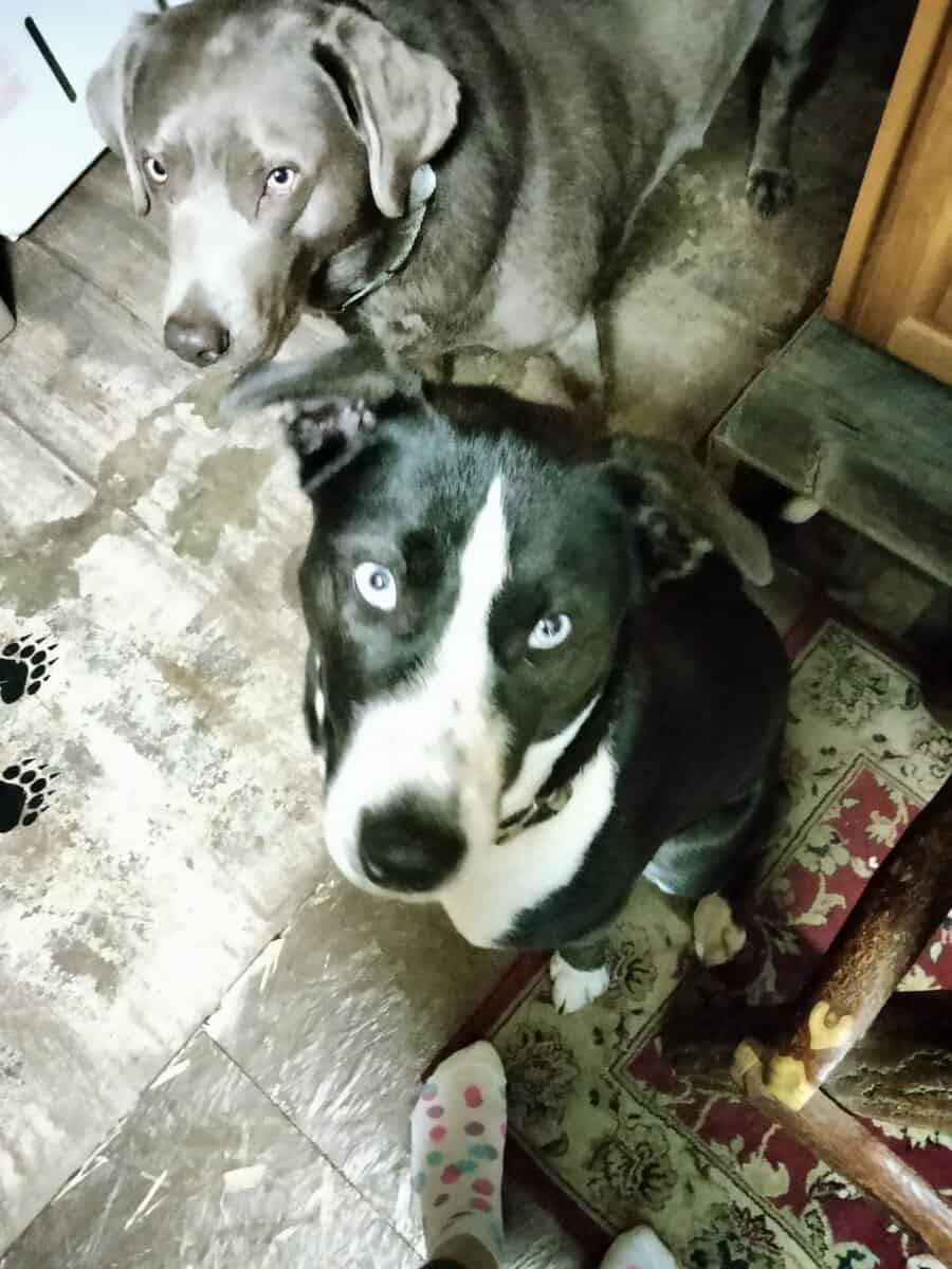 Female Pitsky 8 months old image 2