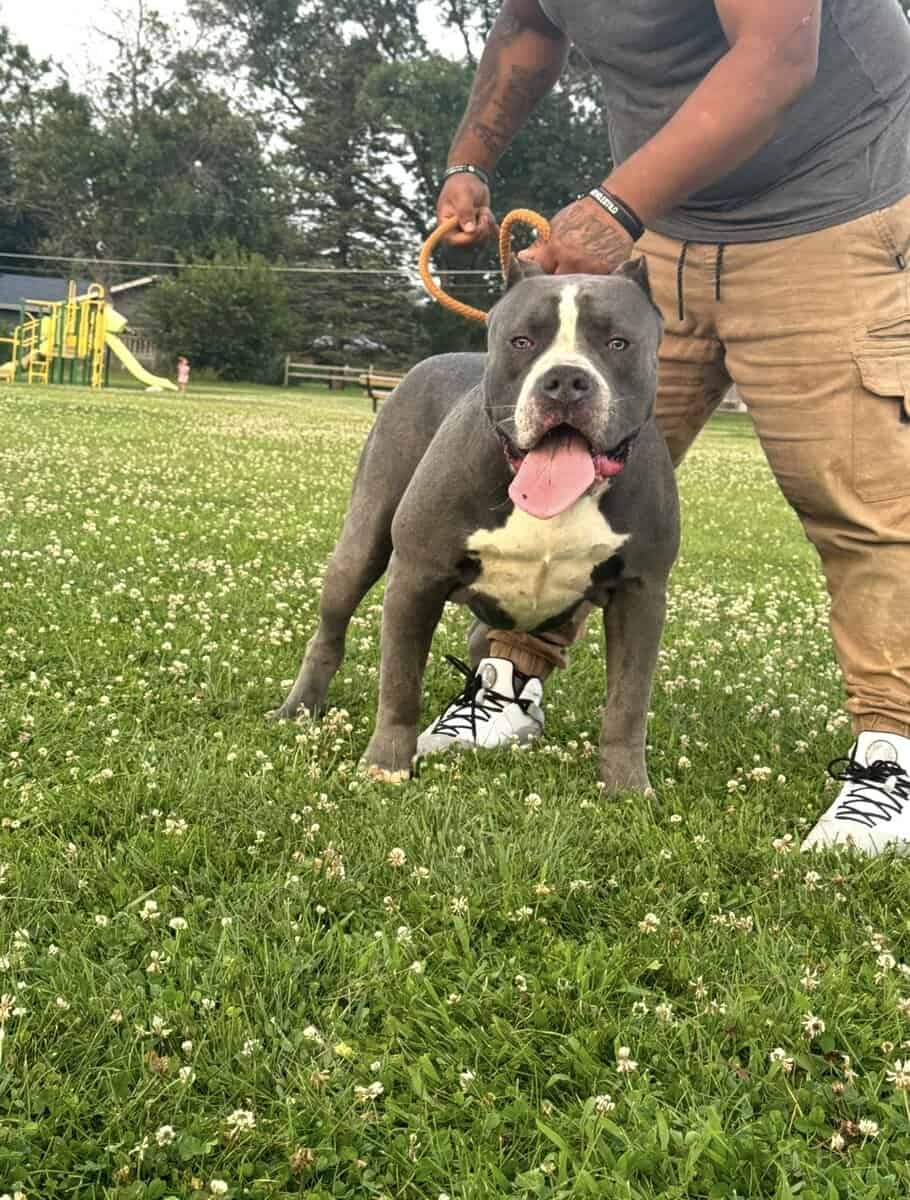 4 XL American Bully Males image 5