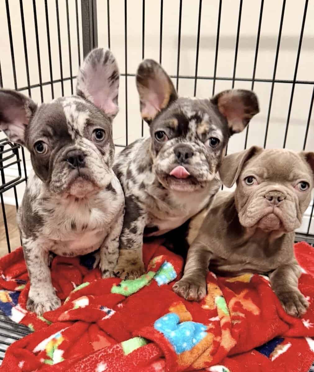 Healthy French Puppies Ready Now image 2