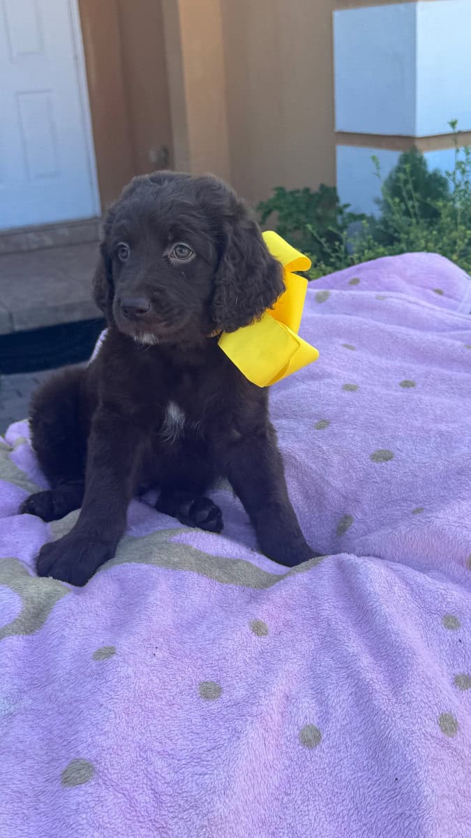 Goldendoodle Puppies for sale image 5