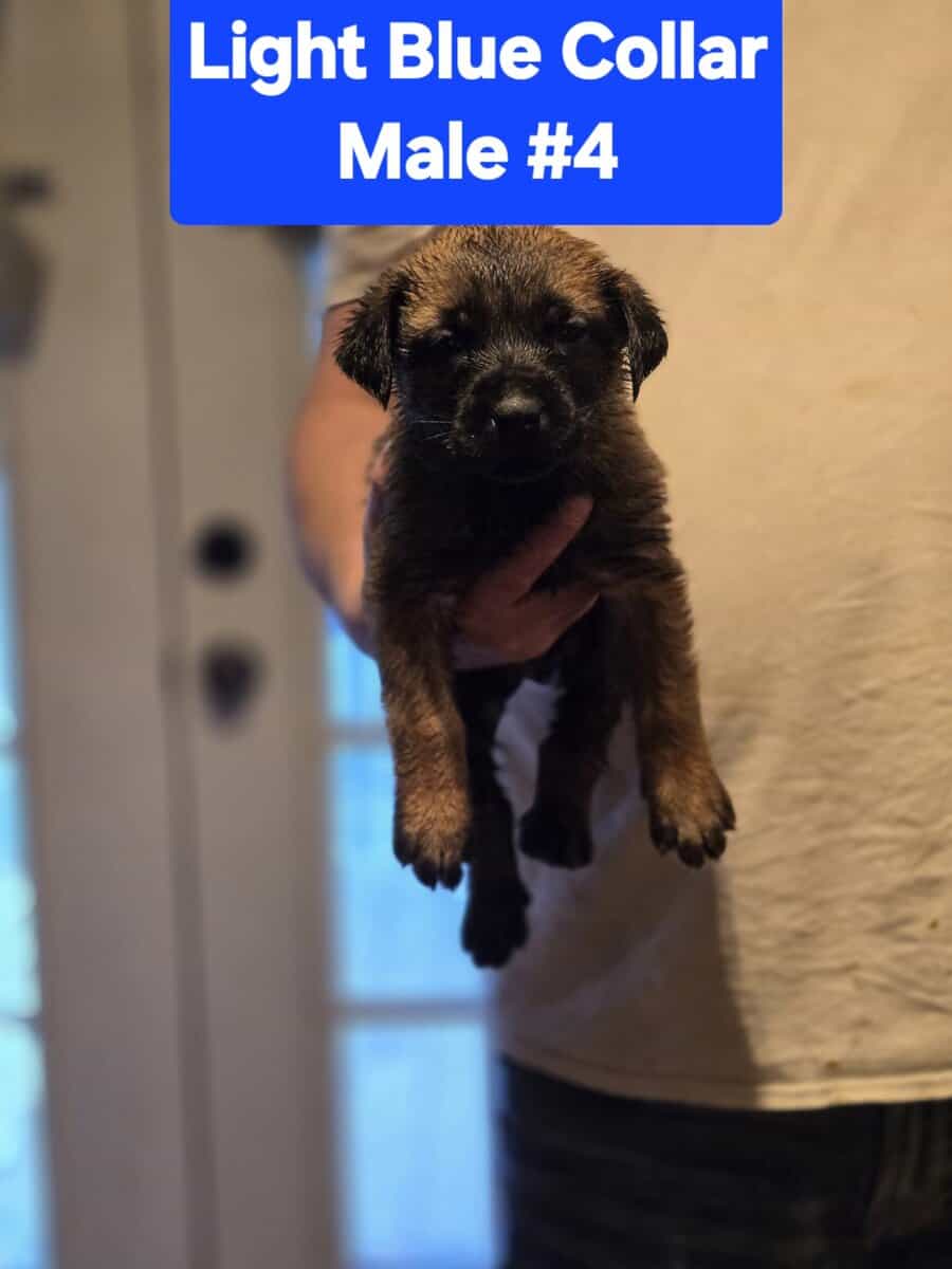 Belgian Malinois/Cane Corso Puppies image 8