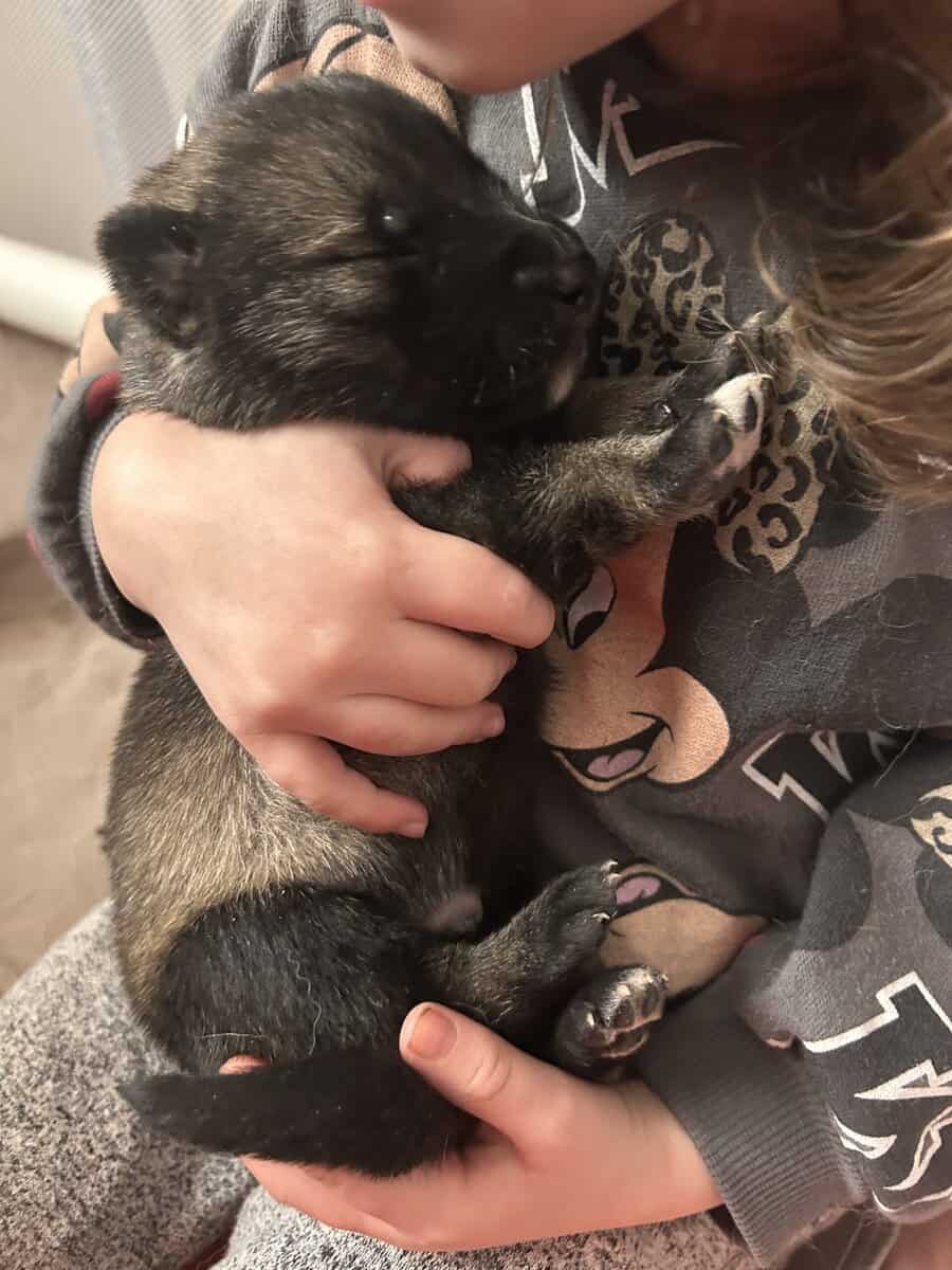 Gerberian Shepherd Puppies image 5