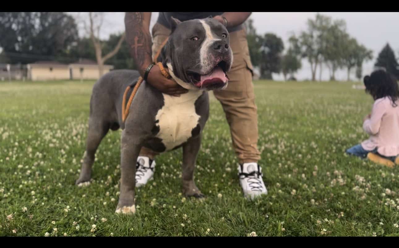 4 XL American Bully Males image 6