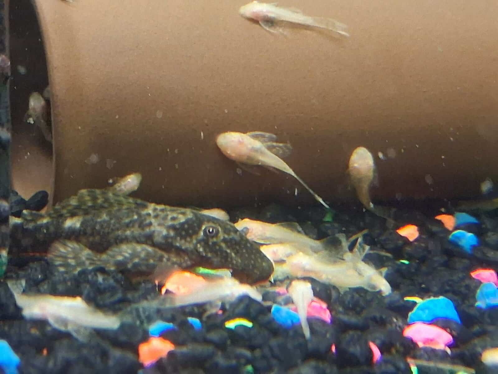 Bristlenose plecos image 3