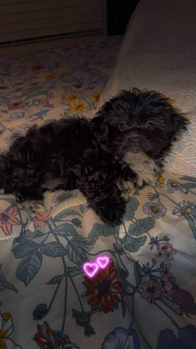 Bella Mae image 2