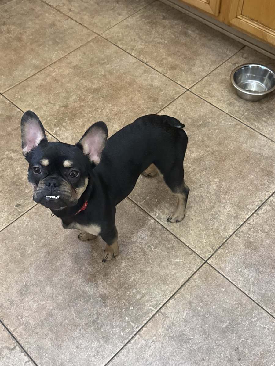 French Bulldog image 2