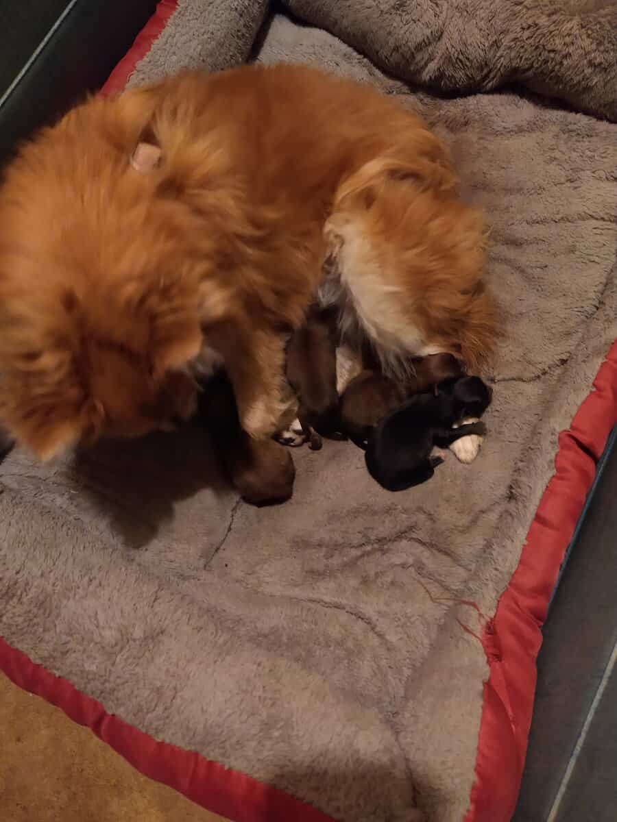 Purebred pomeranian puppies 2 boys 2 girls $650 image 5