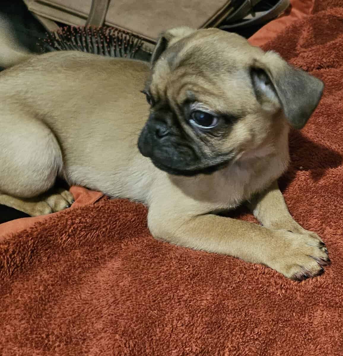 AKC PUG MALES' APRICOT OR FAWN image 6