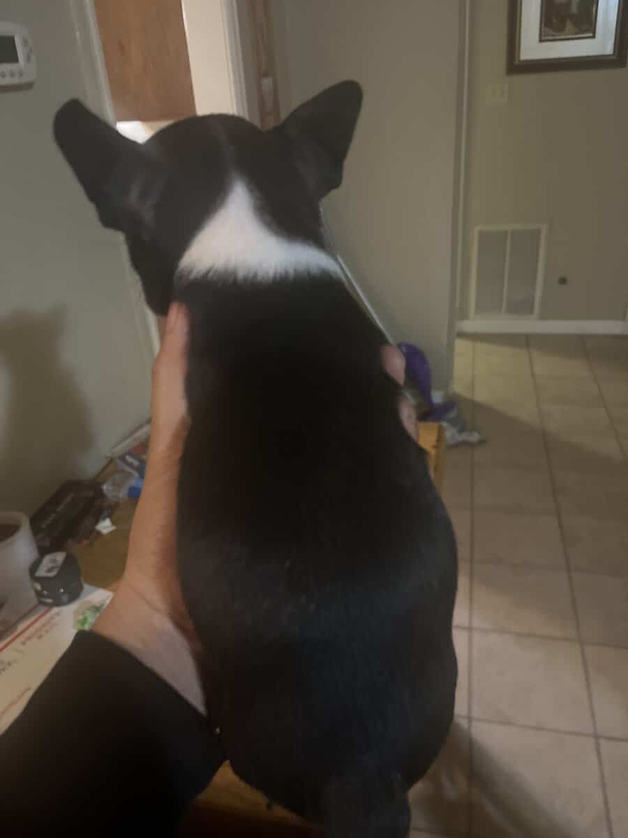 Boston terrier puppies image 3