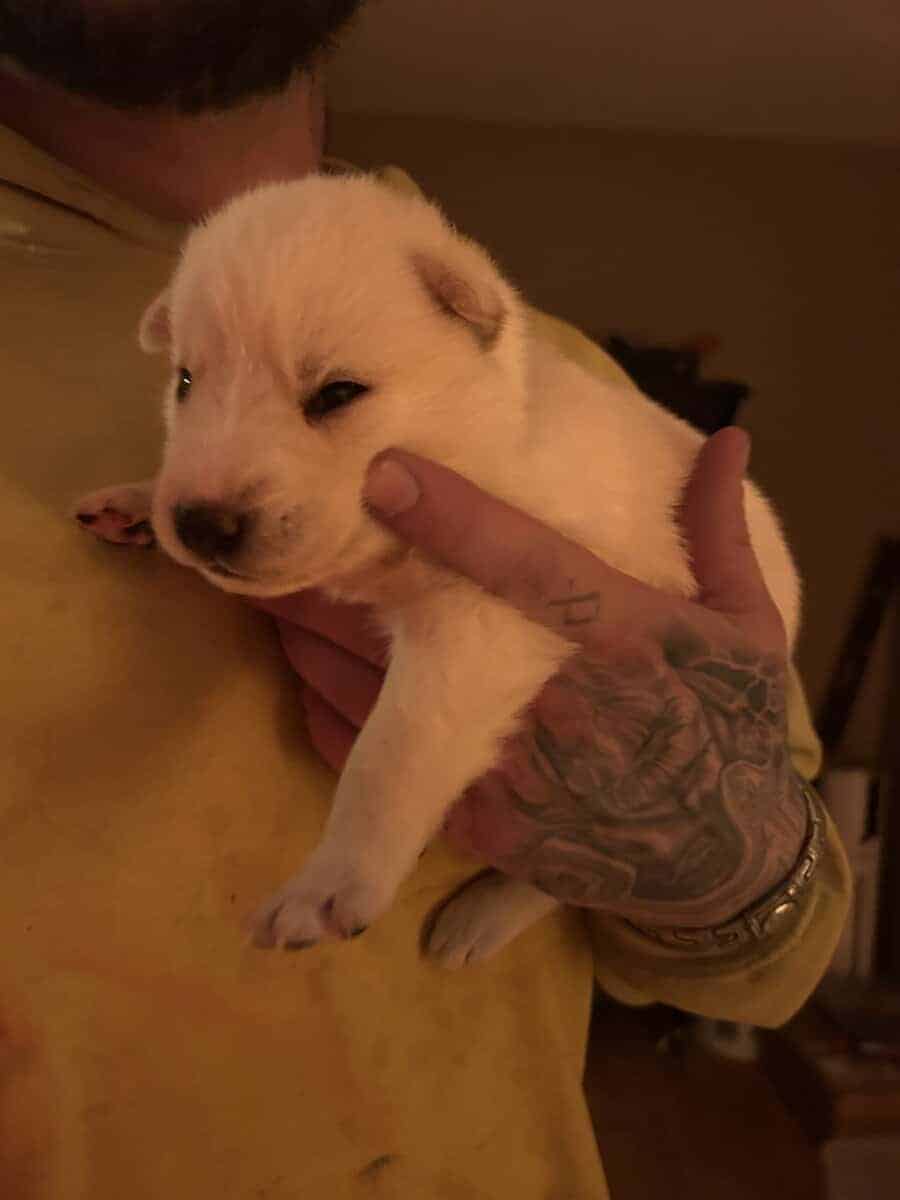 Gerberian Shepherd Puppies image 13