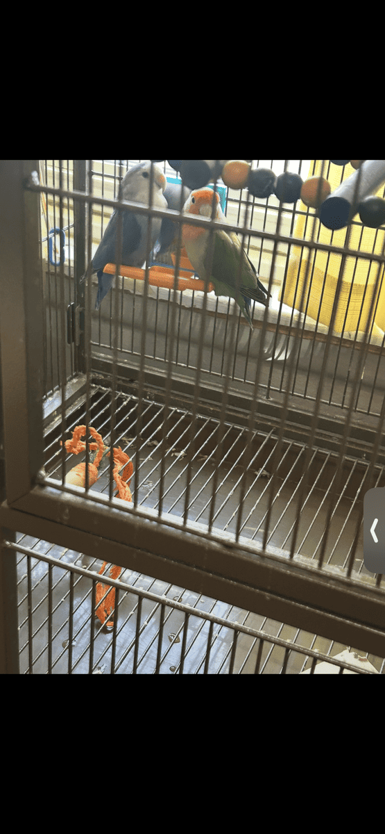 Love birds image 7