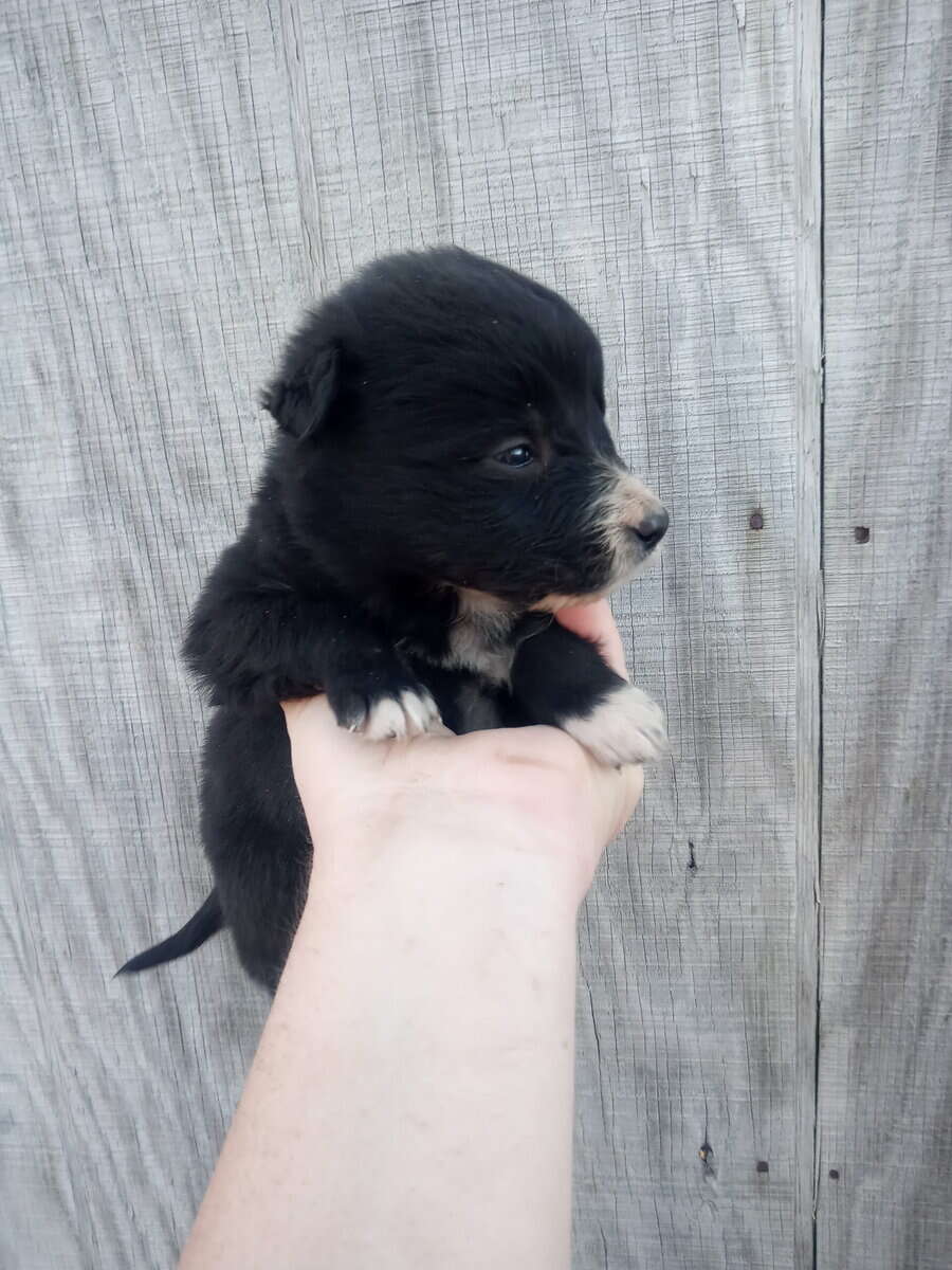 Border collie golden Retriever mix puppies image 4