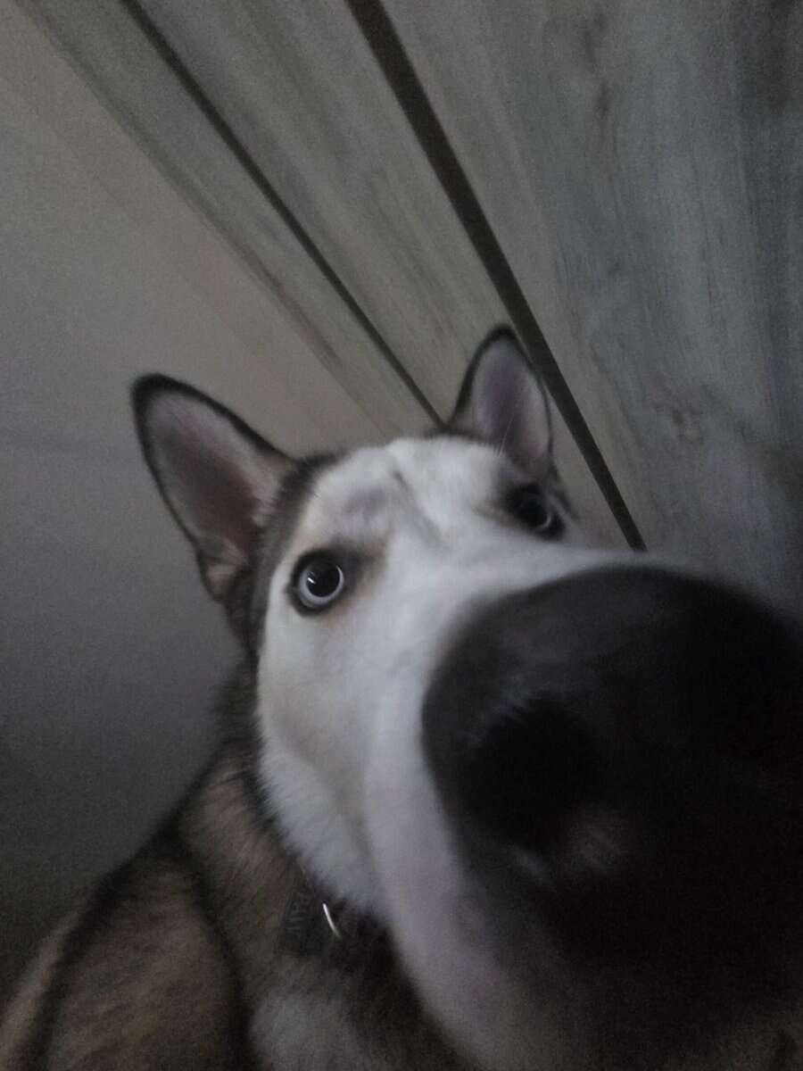 Rehoming 1.5 year old Husky pup image 3