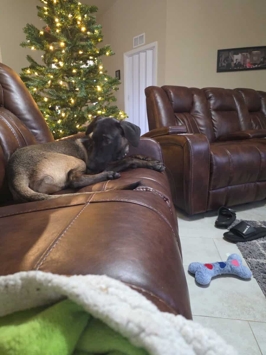 Malinois ridgeback image 2