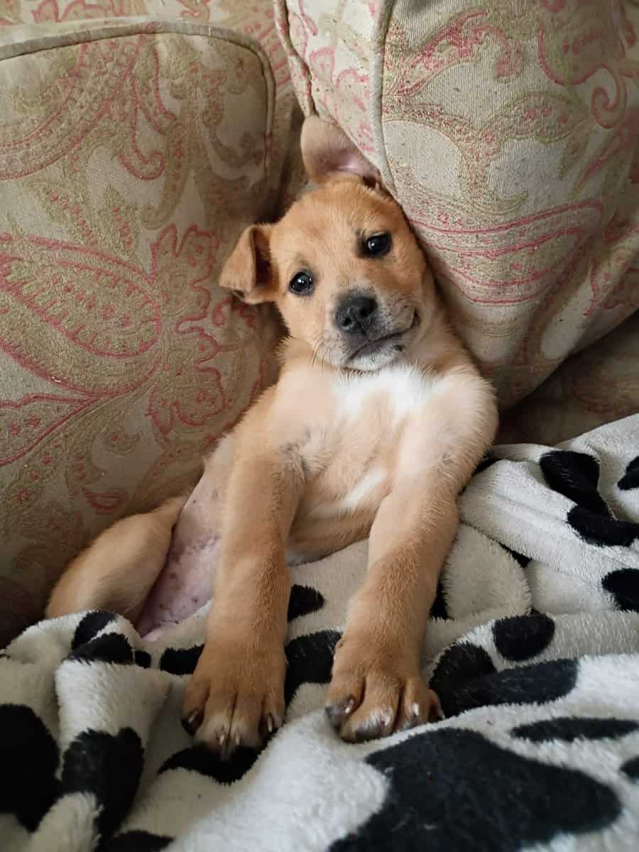 German Shepherd/pitbul image 2