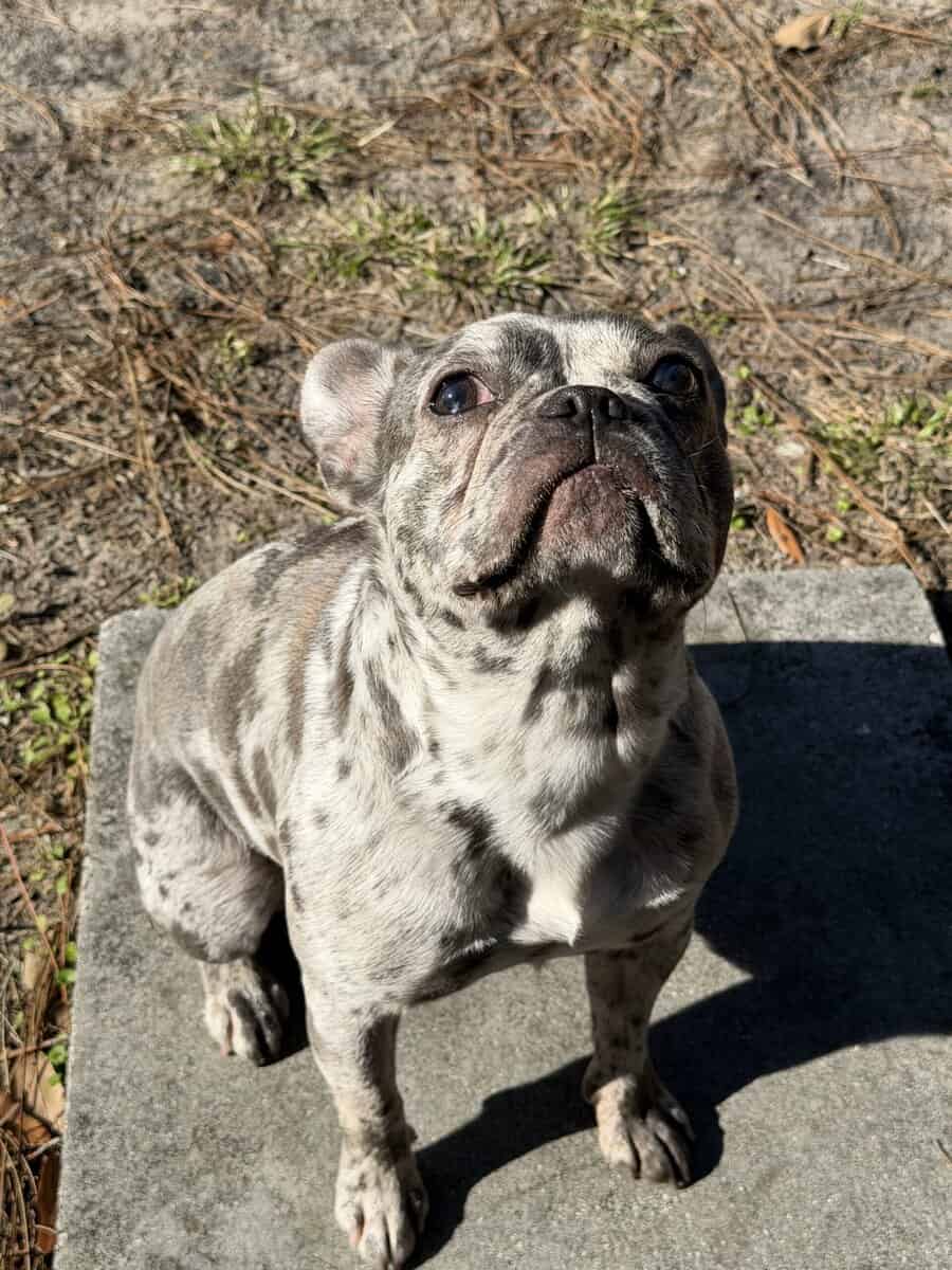 AKC Miniature Frenchie image 3