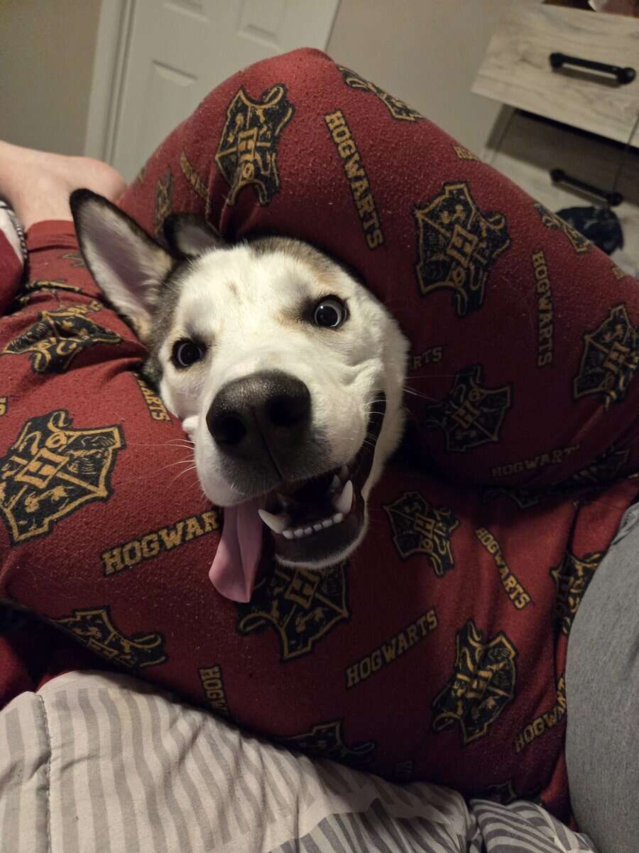 Rehoming 1.5 year old Husky pup image 2