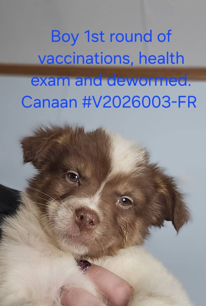 Australian Cattle Texas Heelers image 3
