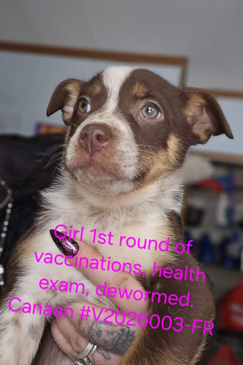 Australian Cattle Texas Heelers image 1