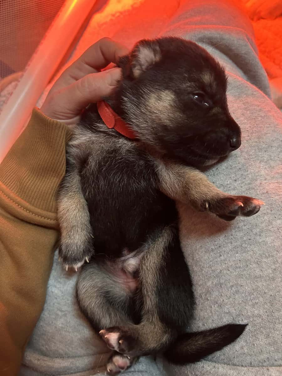 Gerberian Shepherd Puppies image 9