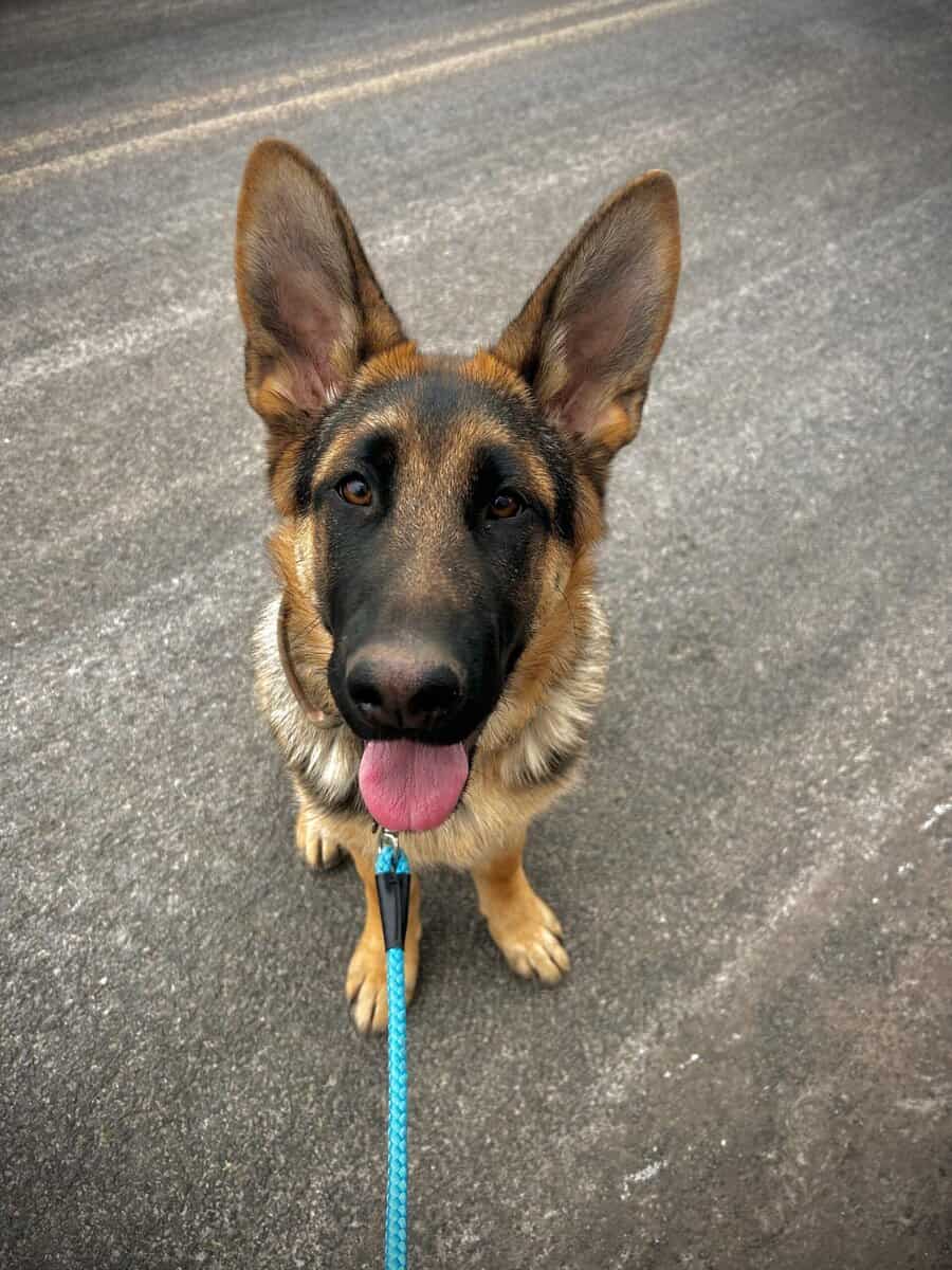 Gerberian Shepherd Puppies image 2