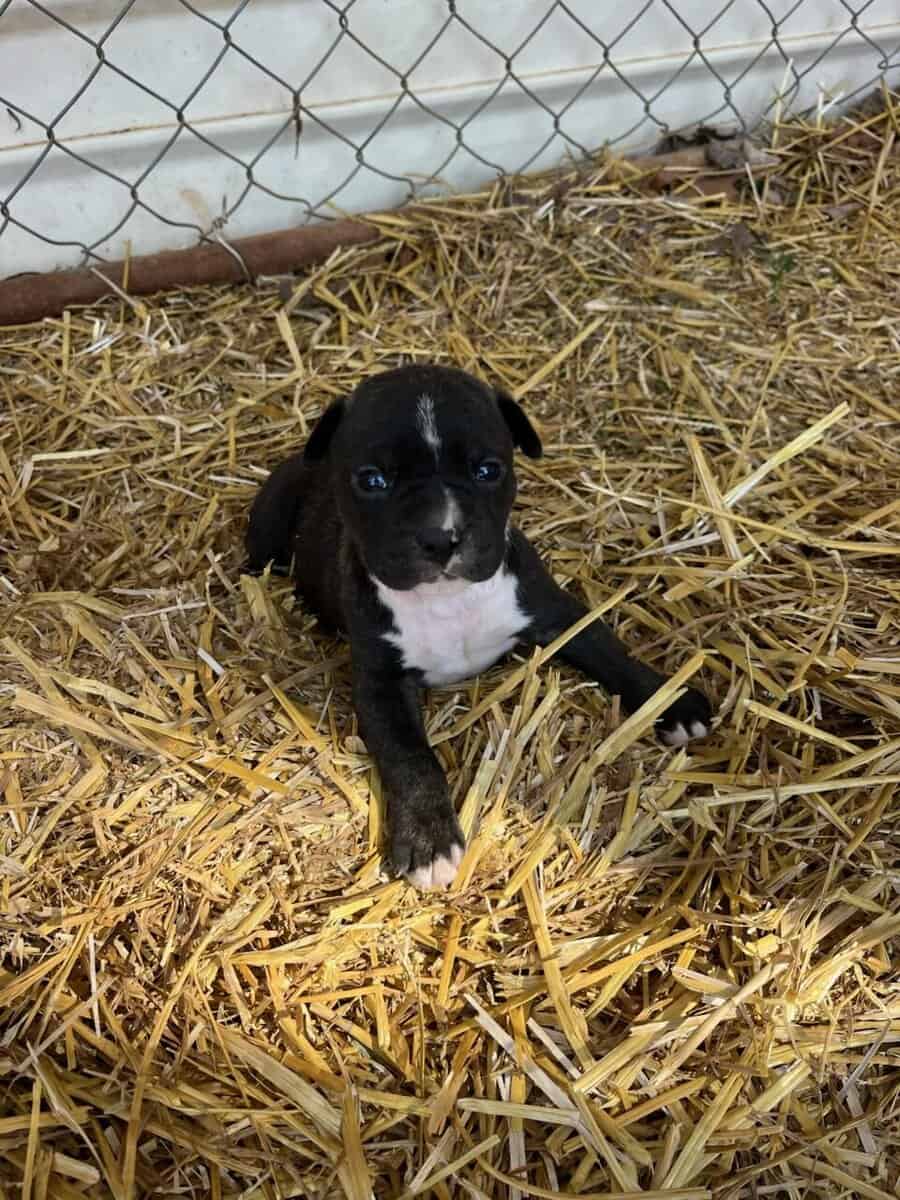 Pit Bull puppies image 4