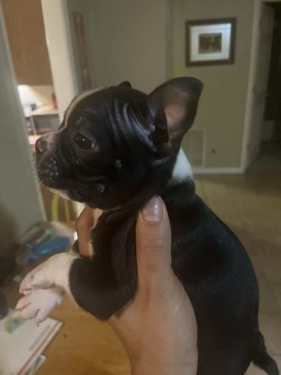 Boston terrier puppies image 4