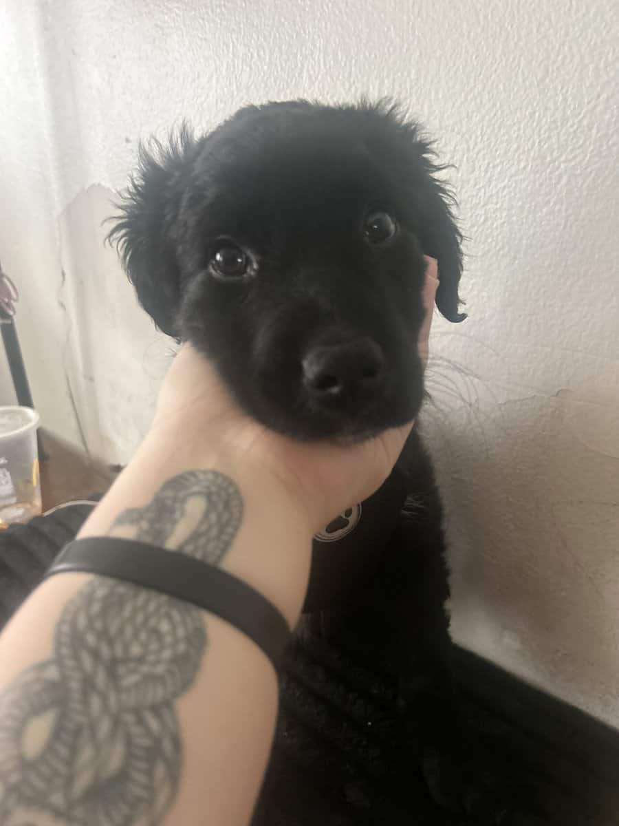 9 week old puppy image 1