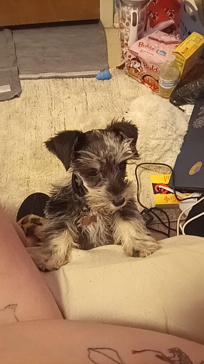Blue merle miniature schnauzer puppy image 1