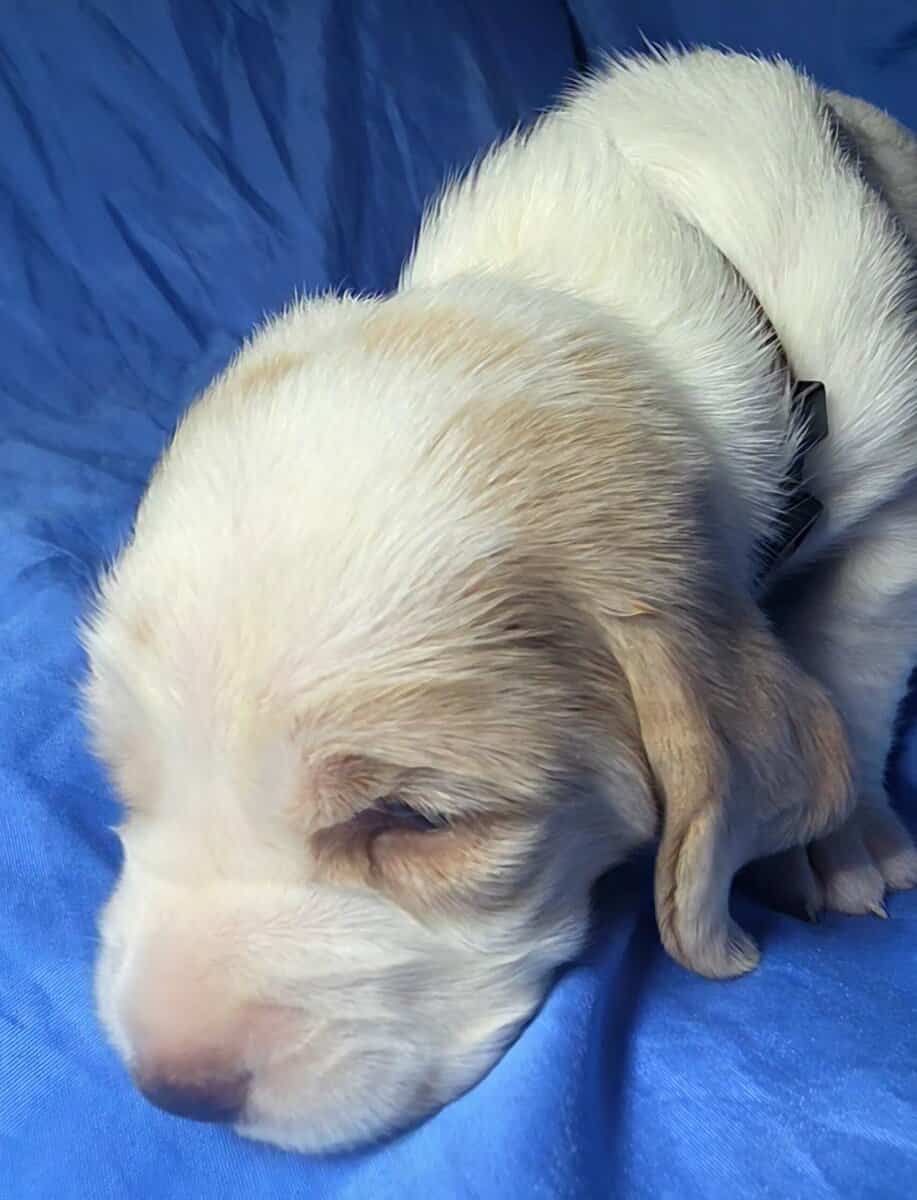 Kate- female basset hound puppy image 5