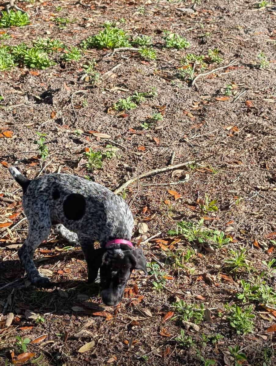 German Shorthair Pointer -female puppy! image 4