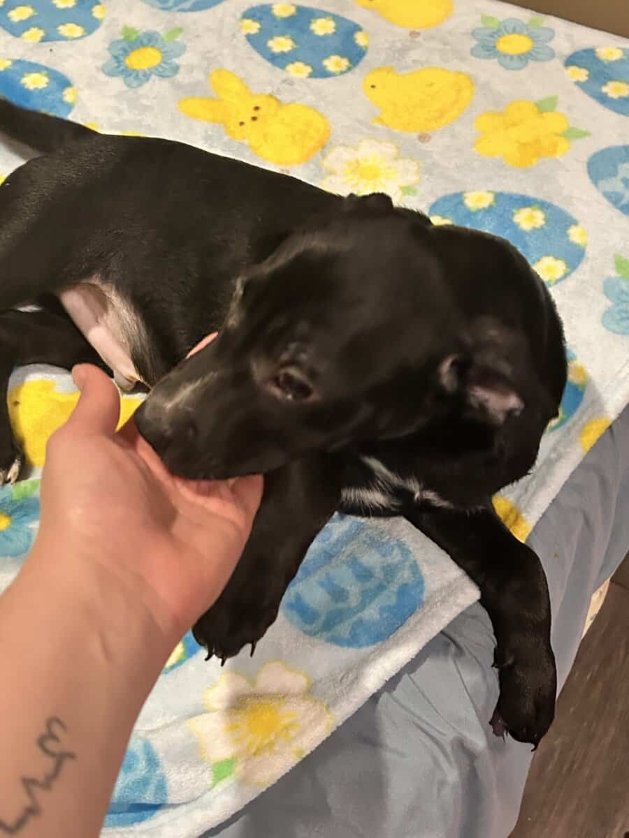 12 week old lab mix image 2