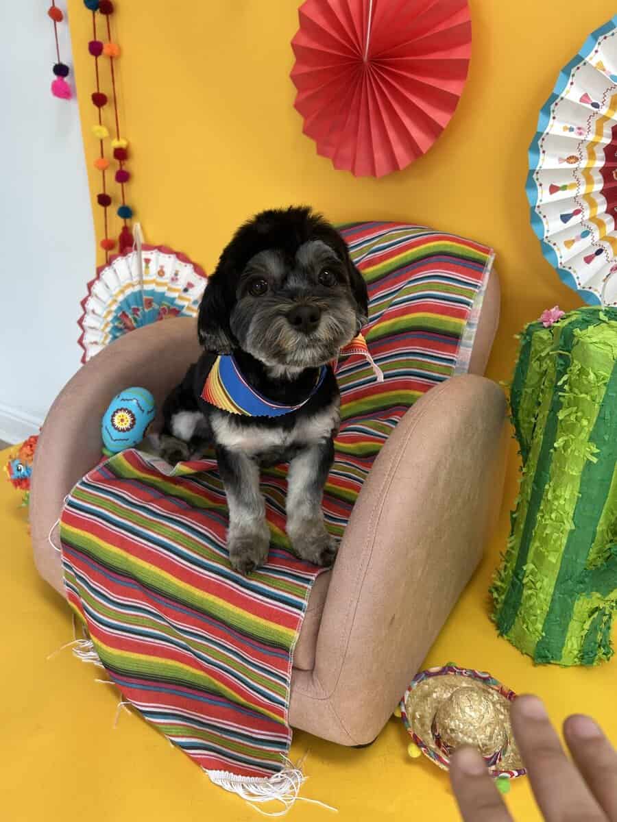 New home needed for Scarlow! image 1
