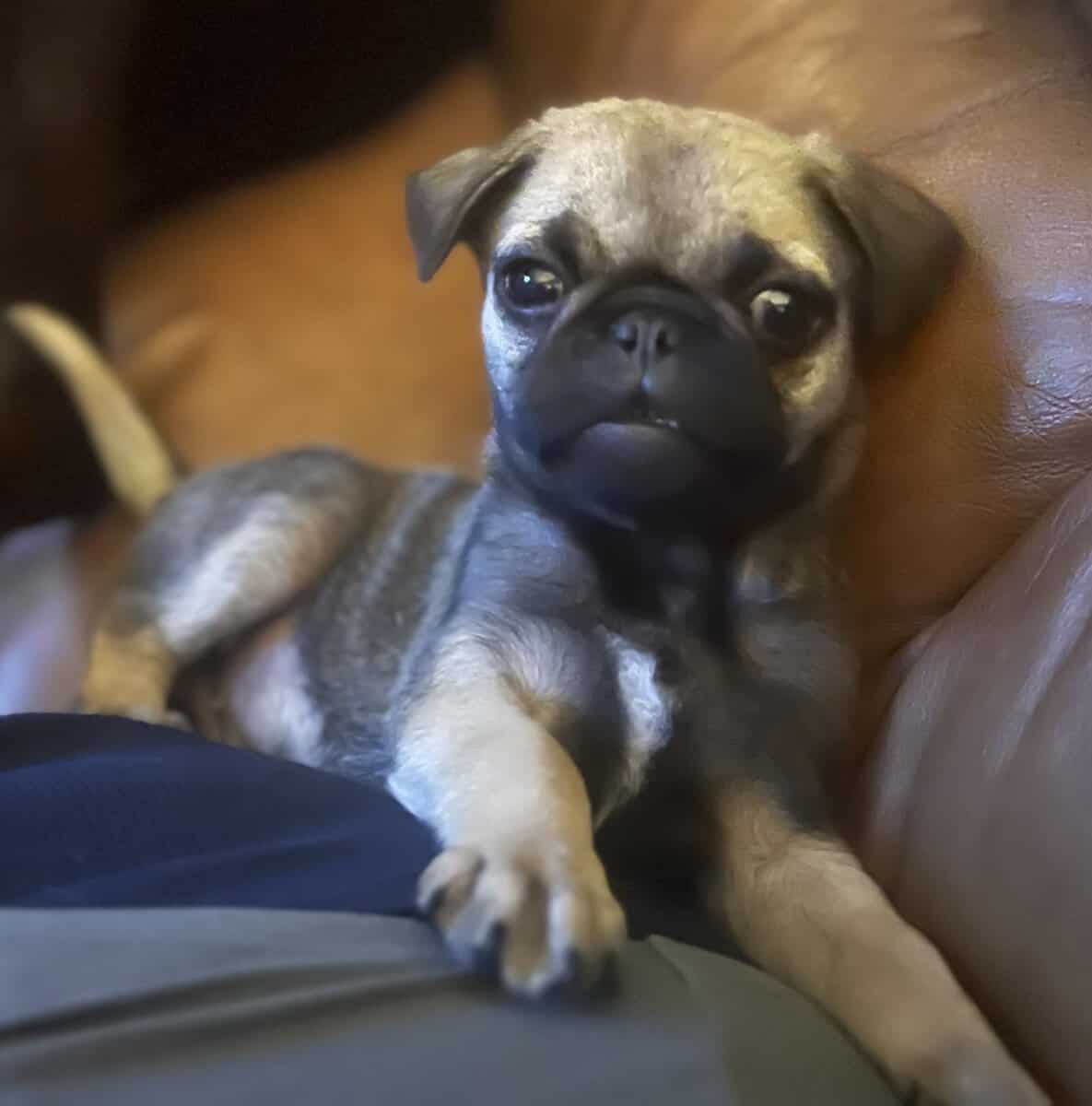 Pug puppy male image 1