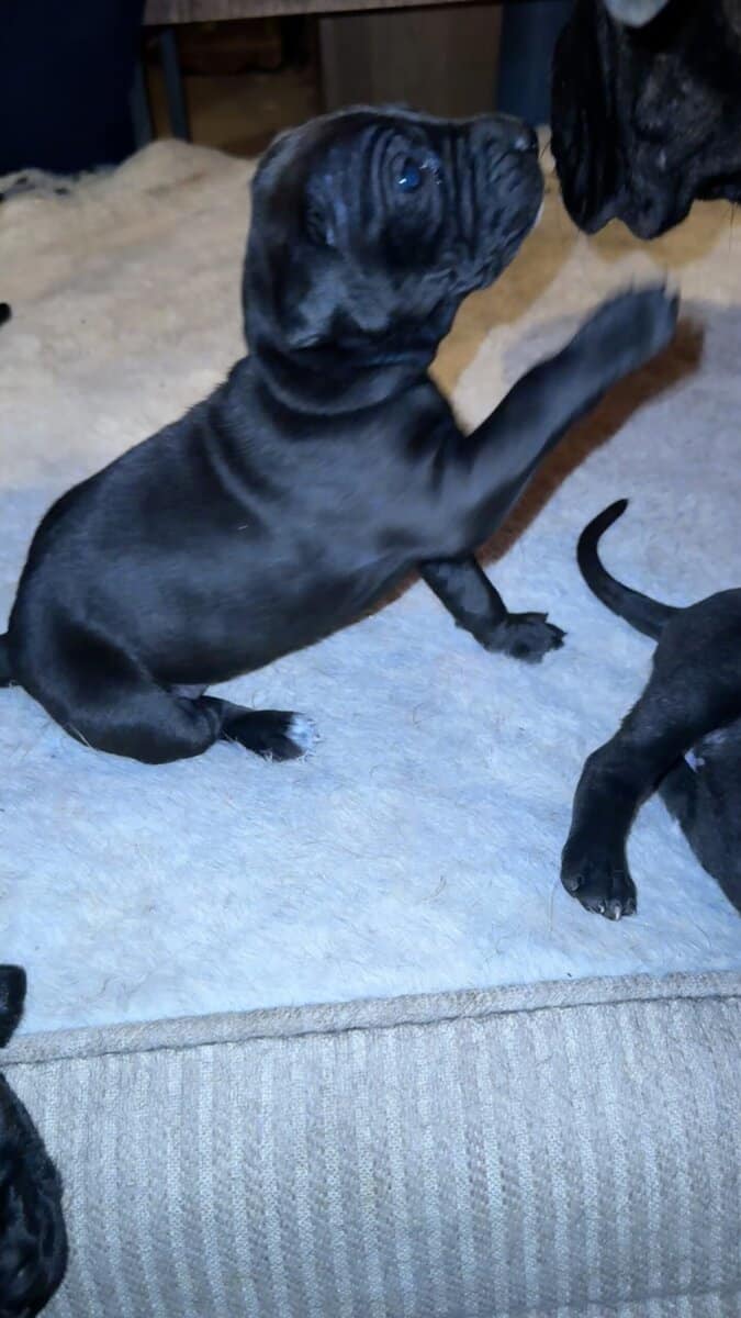Purebred Cane Corso xGerman Shorthair Pointer (VA) image 15