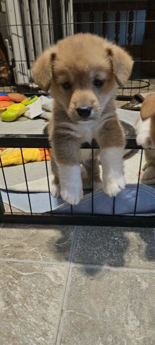 ACA Pembroke Welsh Corgi puppies image 5