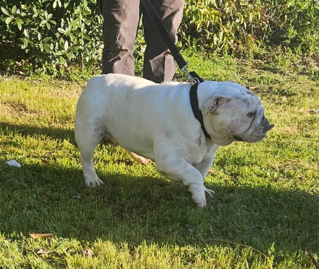 English Bulldog Female Adult image 2