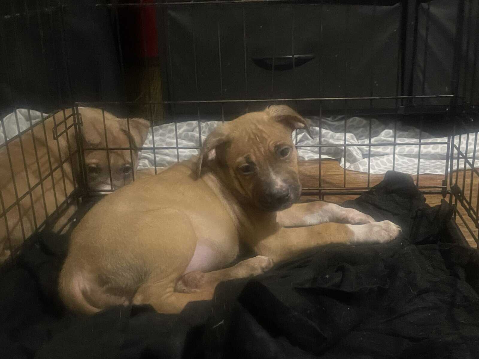 10 week Puppies with shots image 3